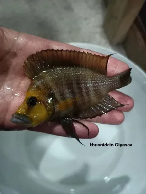 Калвус Gold Head Канталамба