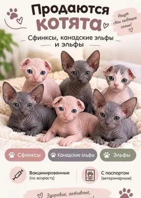 Сфинкс, эльф — котята