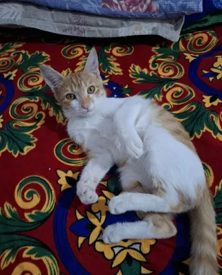 Котёнок 2,5 месяца 1