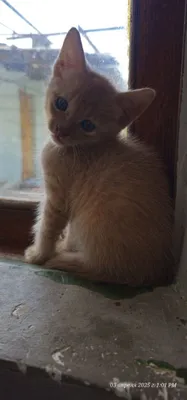 Yalangoch Anne Veski Busty godak Mia Khalifa birinchi shaxs porno