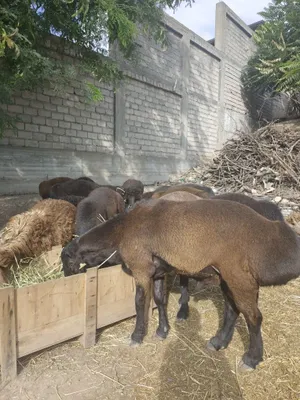 Qo'chqorlar bor. Kotta kichik harhilidan. 1