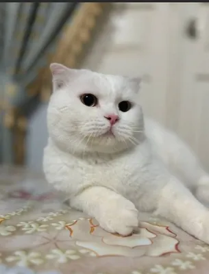 Шотландский фолд 1