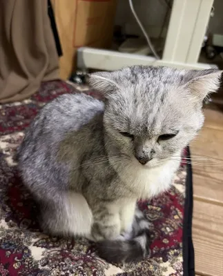 British short hair , silver white 1