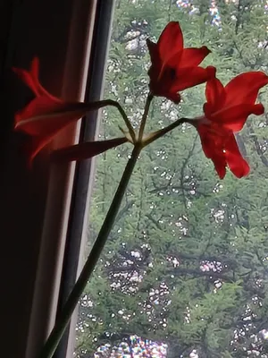 Gippeastrum bolbachalari 1