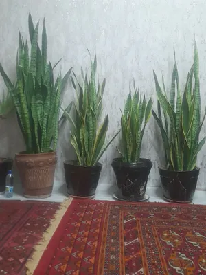 Gul sotiladi, продаются цветы 1