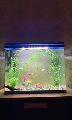 80 litrli akvarium sotiladi 1
