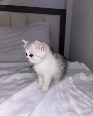 Продаются милые котята! 1