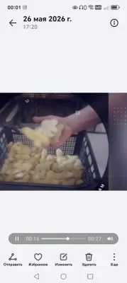 бройлер жужа 1
