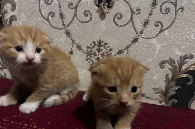 Продаются котята 1