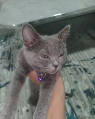 Отдаётся котёнок