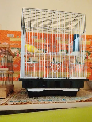 Продаётся канарейка, поёт 1