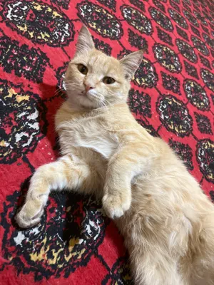 Кот