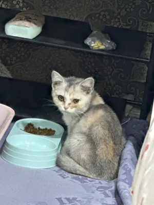 Qiz bola British stray narh 950 min bonus bor 1