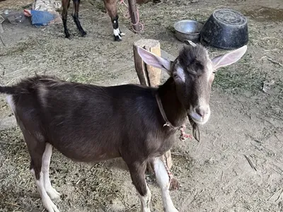 Продаётся козел пароды такинбург 1