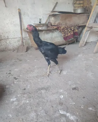 Ganoy xuroz sotiladi toza narsa 5 oylik 1