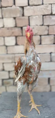 Продаётся ручной петух 1