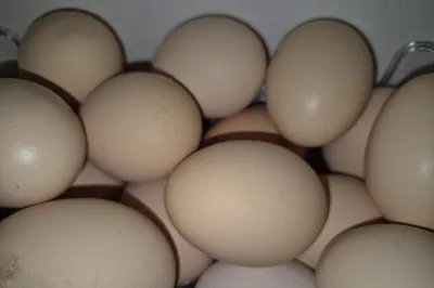 Yangi, uy tovuqlarining tuxumlari 1