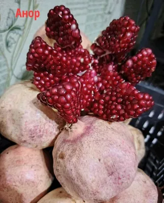 Ширин Анор кӯчатлари 1