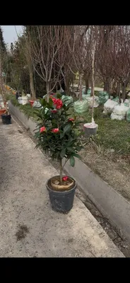 Продаются саженцы различных цветов 1