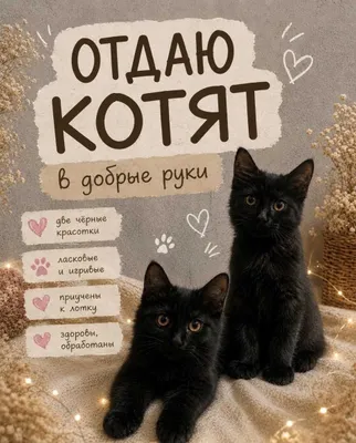 5 oylik mushukchalarni beraman