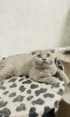 Мальчик скотиш фолд 2,5 месяца 1
