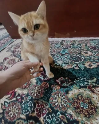Кошка золотая шиншилла 1
