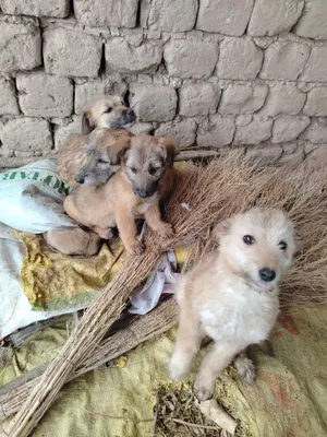 Kafolat beraman yaxshi uy xayvoni 1