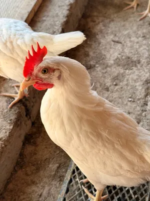 xorozlar va tovuklar adler va legorn turda 1