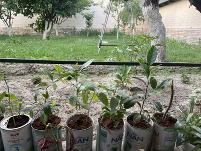 Dekorativ interyer uchun tuvakdagi payvand qilinmagan limon ko‘chatlari 1