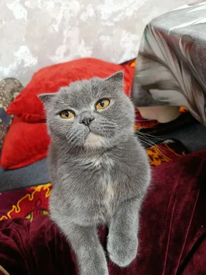 Скоттиш-фолд, 1 год, девочка, знает лоток, 100 долларов 1