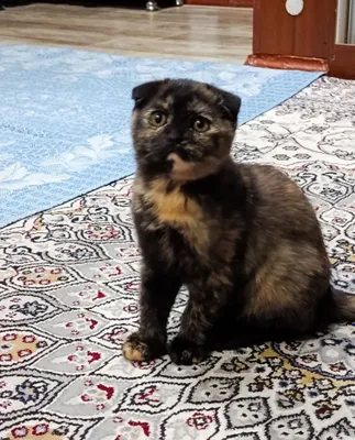 Отдаём милых котят людям, которые любят кошек 1