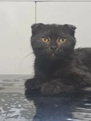 отдам котят в добрые руки 1