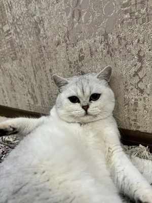 ВЯЗКА ! кот честокровный серебристый шиншилла 1