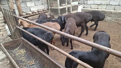 Продаются бараны 1