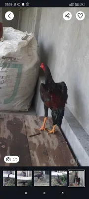 Dakan xuroz sotiladi 1
