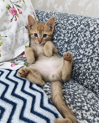 Отдам котят в добрые руки 1