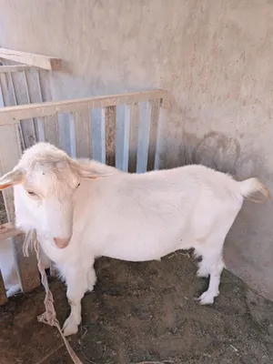 Taka sotiladi juda zor yeb ichishlari soglom zot olishga ayni mudo 1