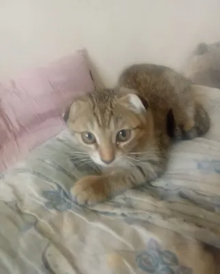 Здоровые и игривые котята 1