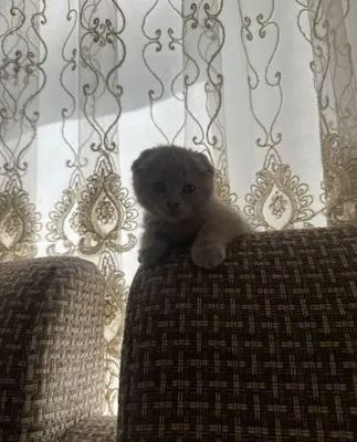 Срочно продаются котята Scottish Fold. На холоде могут замёрзнуть 1