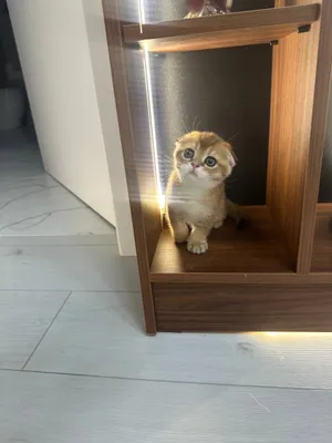 кошка скоттиш фолд 1