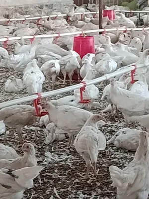 Продаются четырёхмесячные куры-несушки породы Ломан Сэнди, есть доставка 1