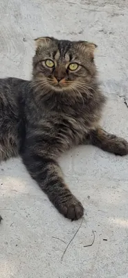 Yo‘qolib qolgan mushuk, yaxshi va mehribon qo‘llarga beraman