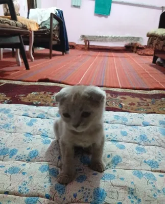 Scottish Fold mushukcha sotiladi 1