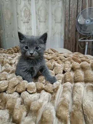 Jinsiy olatni qanday qilib togri onanizm qilish kerak Pussy shokolad bilan bulgangan