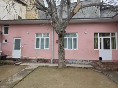 Дерево грецкий орех 1