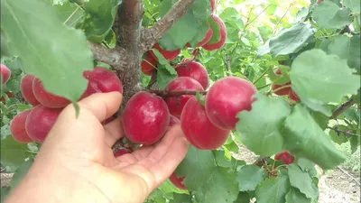 Урик кучатлари сотувда 1