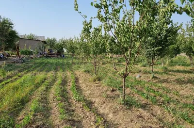 25 sotxlik (Bog' barpo etilgan) uy sotiladi. 1