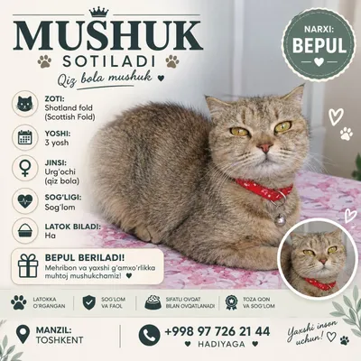 Кошка скотиш-фолд