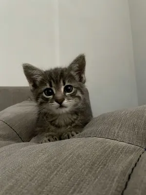 Отдам котёнка бесплатно 1
