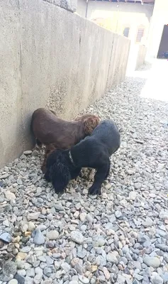 Дамашный сабаки спанель 1